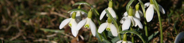 Fruehling_Schneegloeckchen.jpg