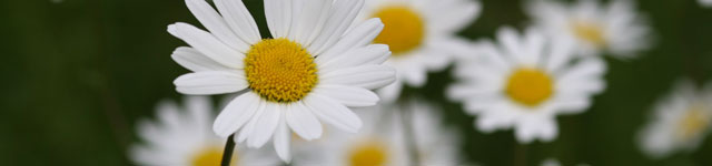 Dienst_Blume_01.jpg
