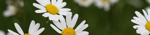 Dienst_Blume_02.jpg
