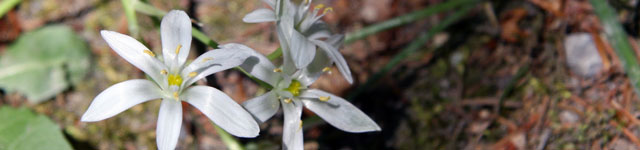 Dienst_Blume_04.jpg